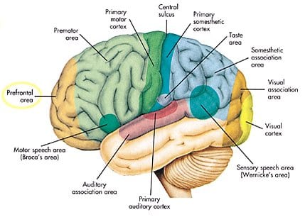 Prefrontal Cortex