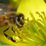Honey Bee on Flower1 crop 600px Bee polinating a flower
